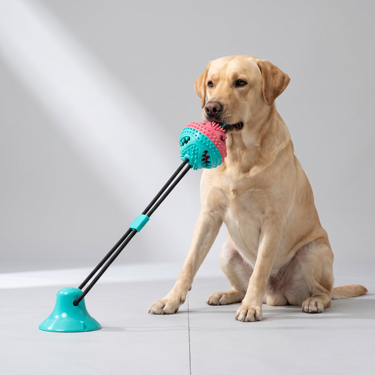 Interactive Dog Treat Leaking Toy with a Labrador, studio photo