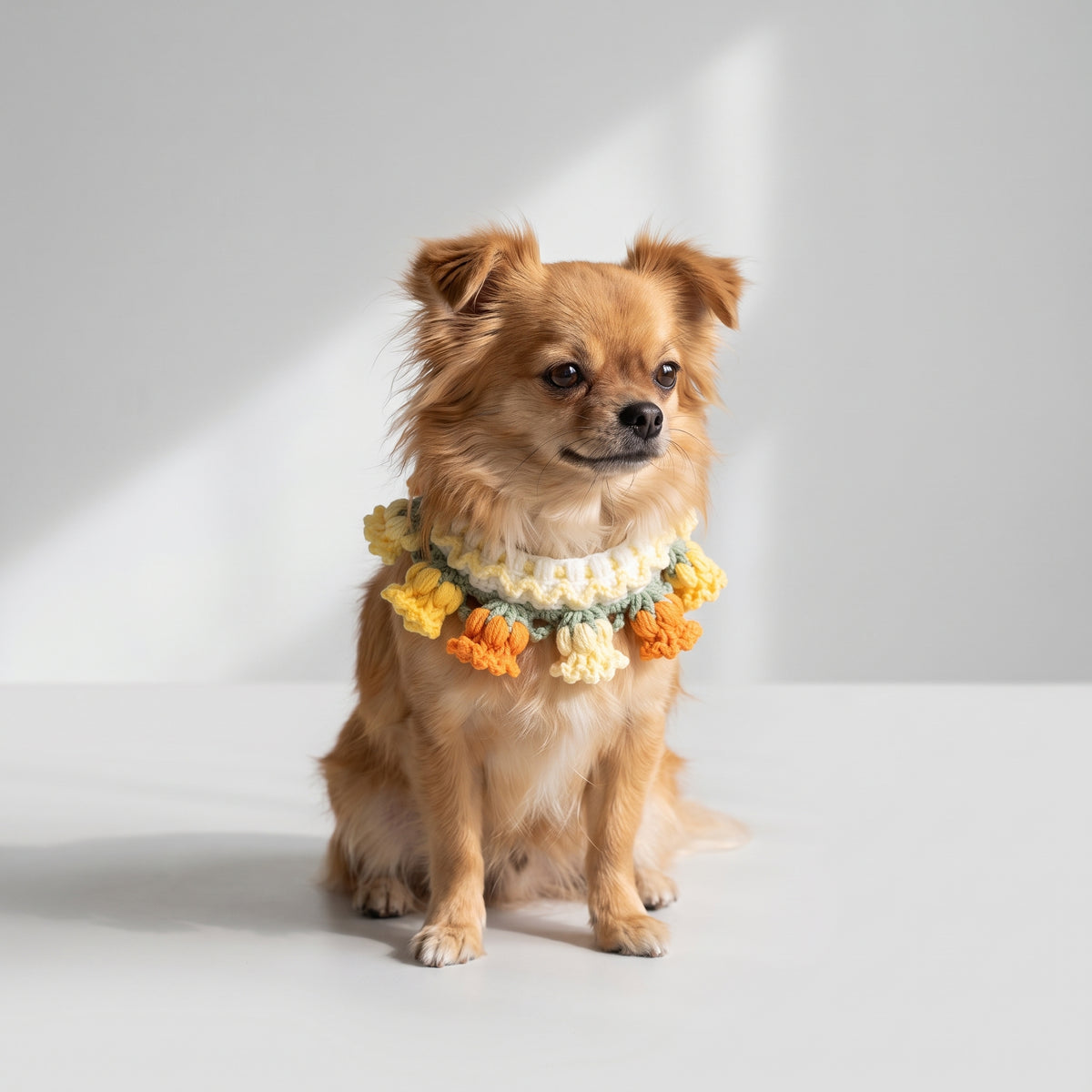 Knitted Dog Collar with a chihuahua, studio photo