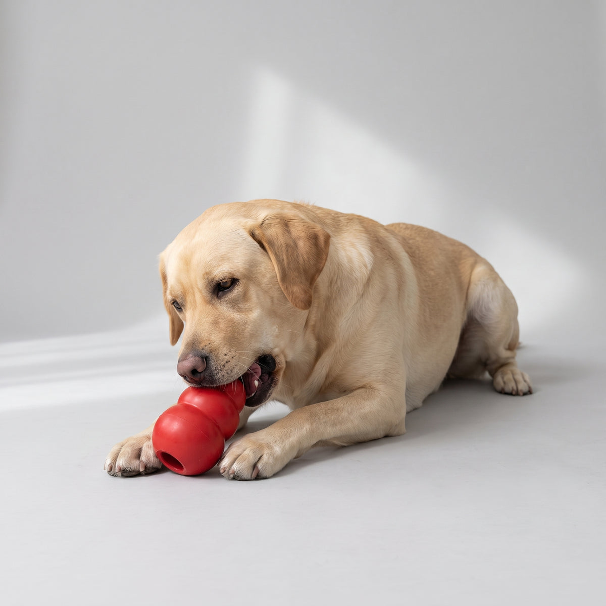 Classic Red Treat Chew Toy for Dogs with a Labrador, studio photo