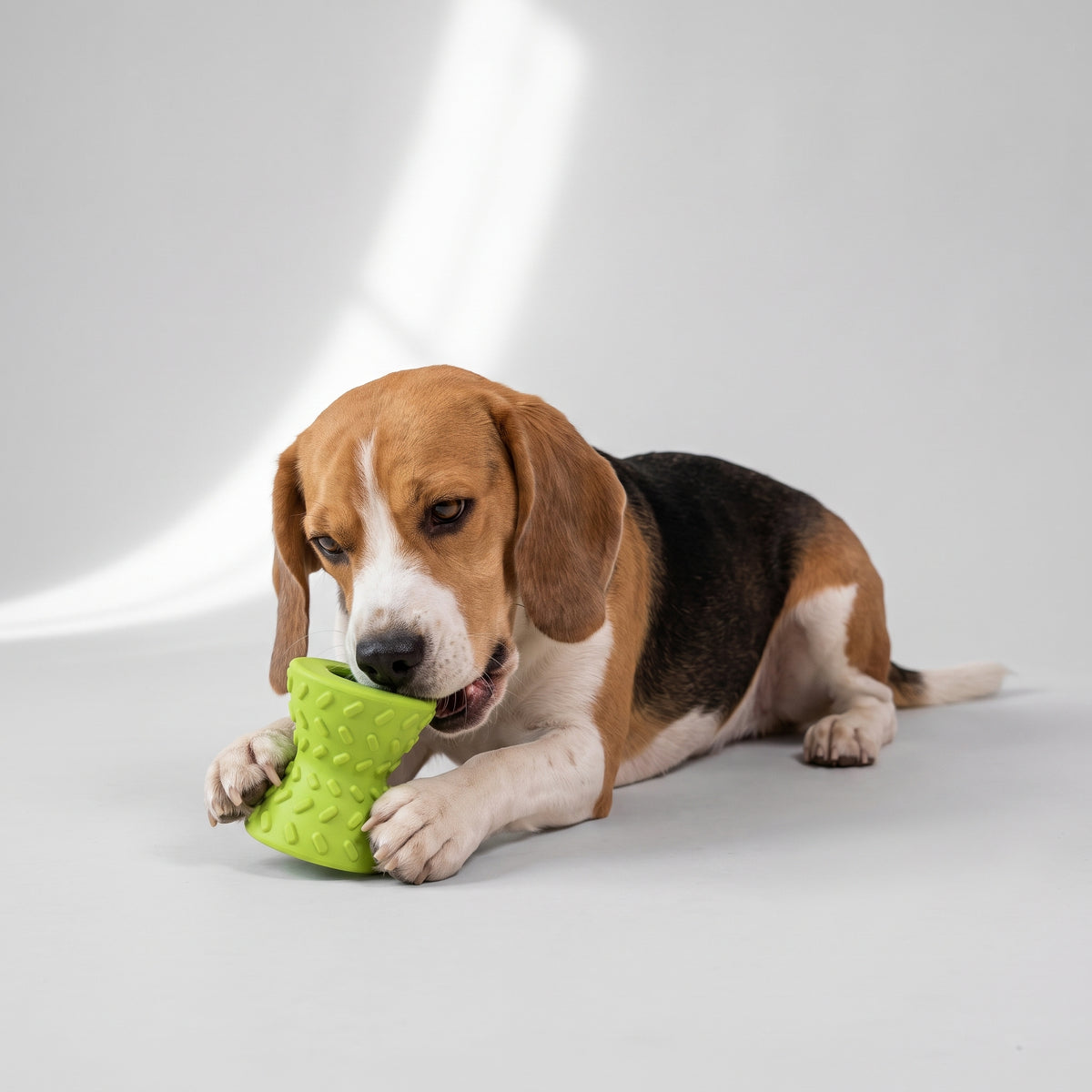 Durable Dog Chew Toy in Green or Orange with a beagle, studio photo