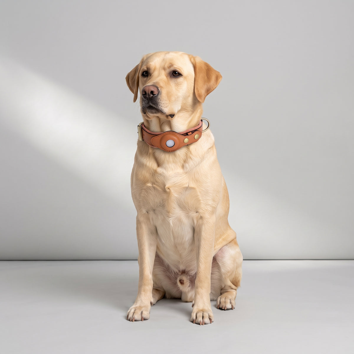 Leather Dog Collar with Tracker Holder with a Labrador, studio photo