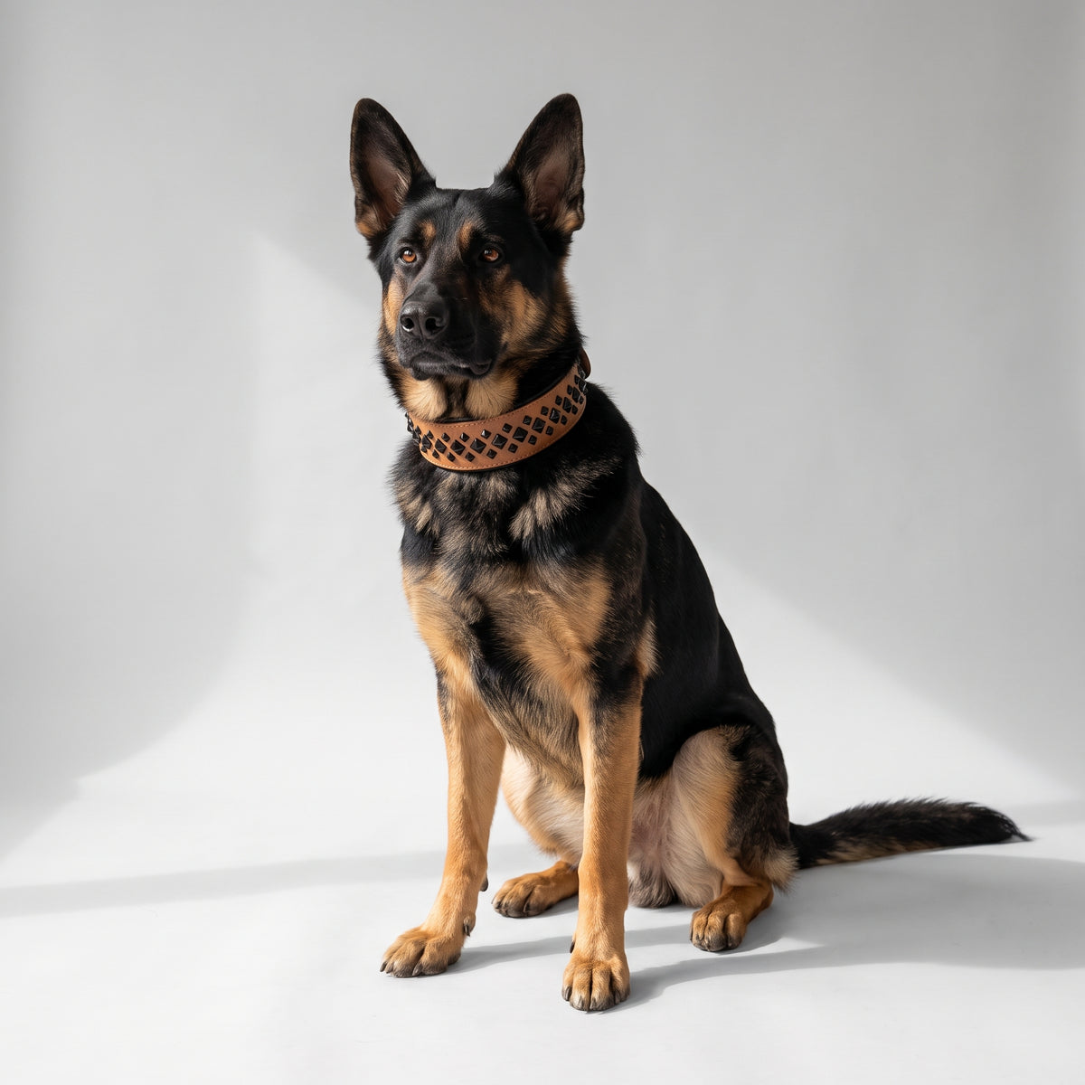 Leather Collar For Medium & Big Dog with a German Shepherd, studio photo