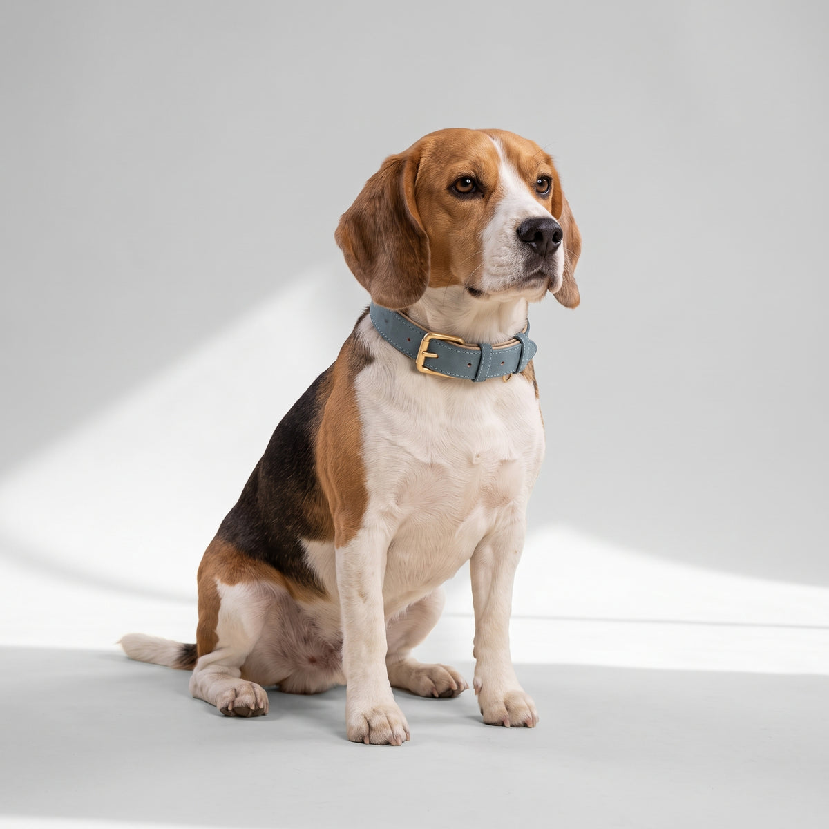 Leather Dog Collar with a beagle, studio photo