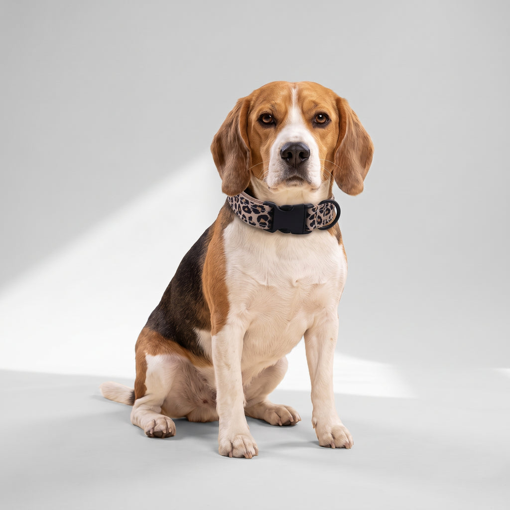 Leopard Dog Collar with a beagle, studio photo