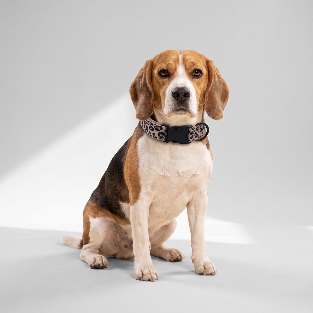 Leopard Dog Collar with a beagle, studio photo