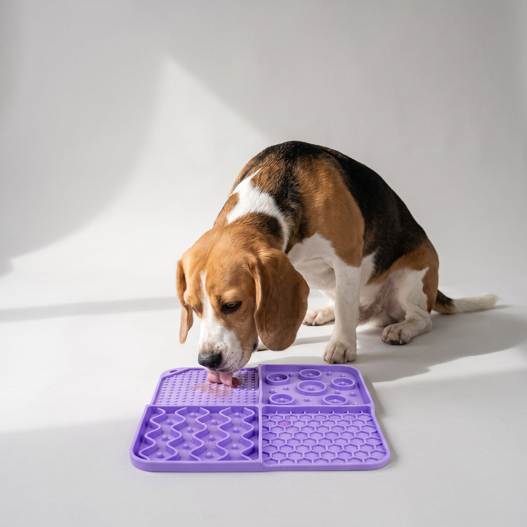 Lick Mats For Dogs with a beagle, studio photo