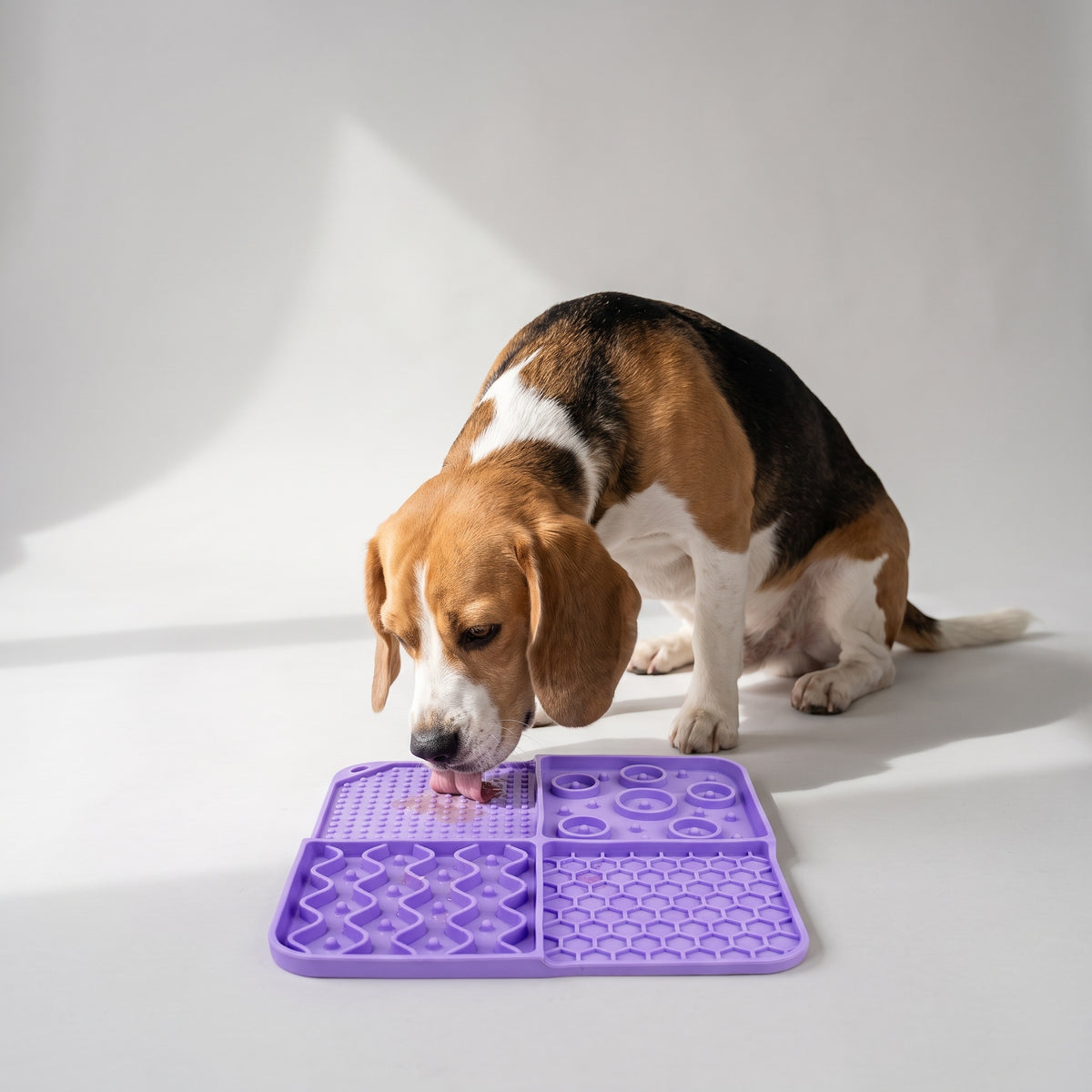 Lick Mats For Dogs with a beagle, studio photo