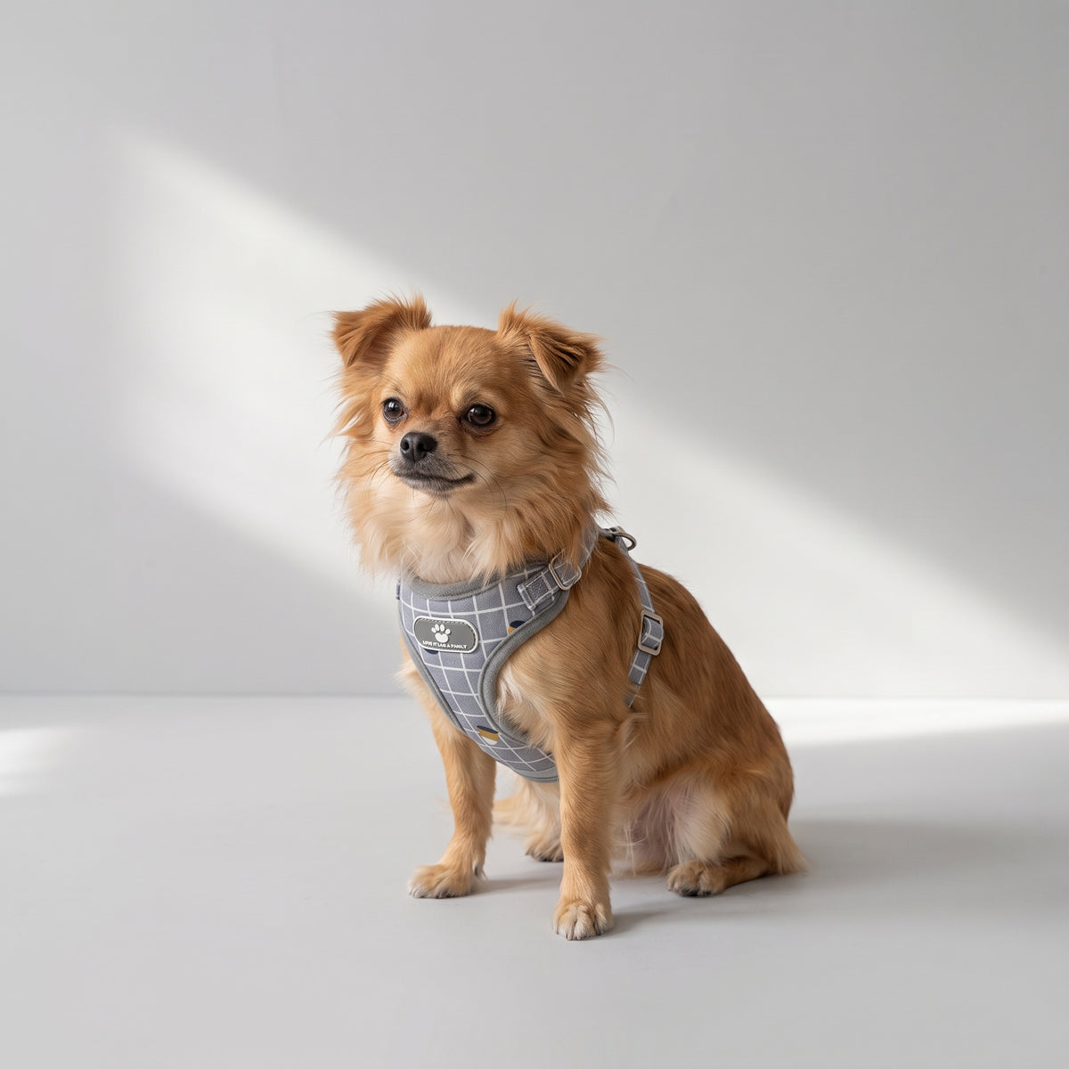 Mesh Harness For Small Dogs with a chihuahua, studio photo