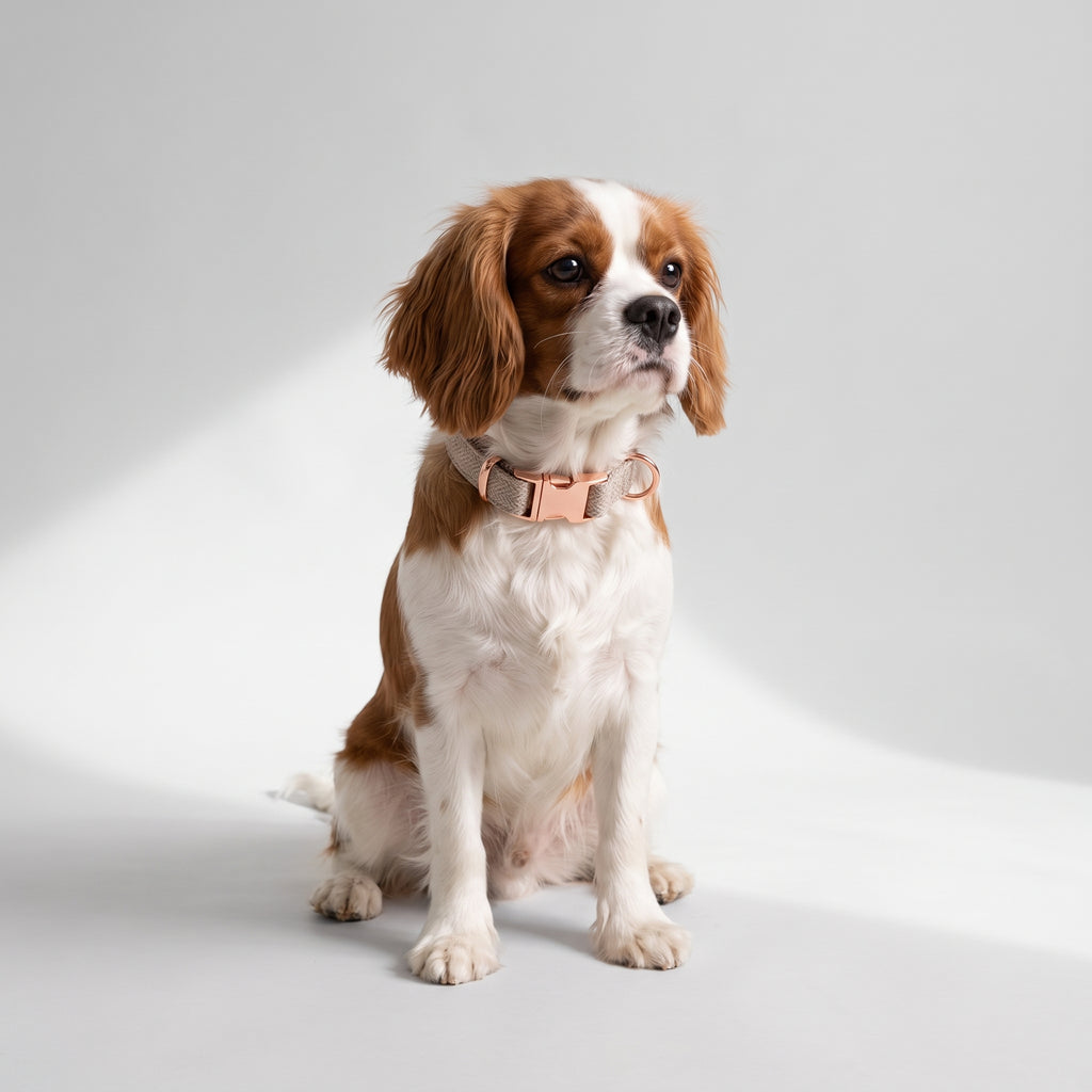 Metal Buckle Dog Collar with a Cavalier King Charles, studio photo