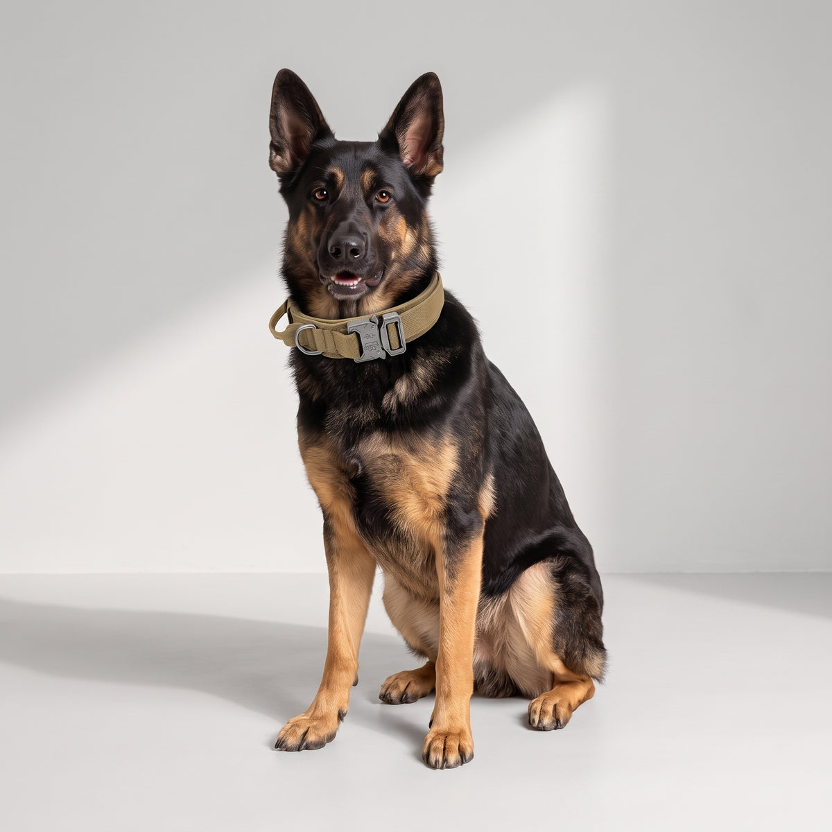 Military Tactical Dog Collar with a German Shepherd, studio photo