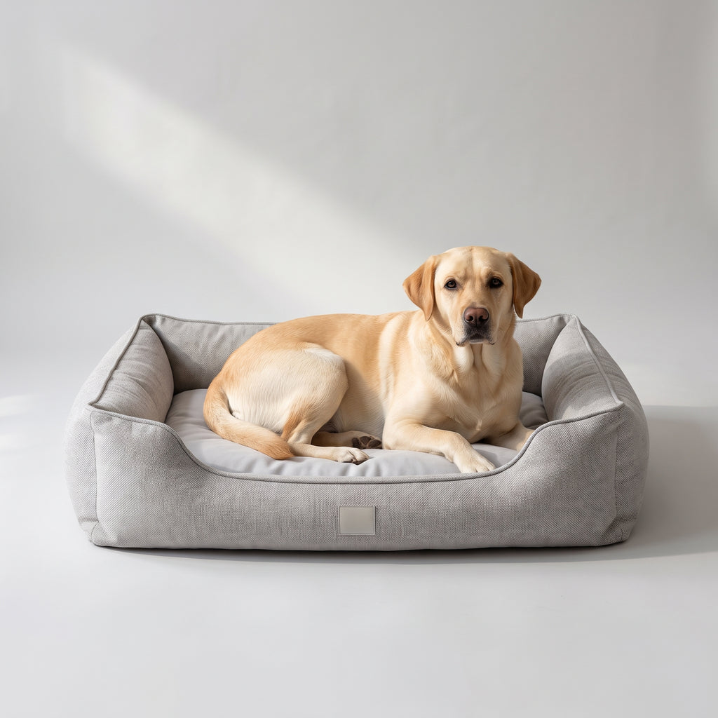 Modern Dog Bed with a Labrador, studio photo