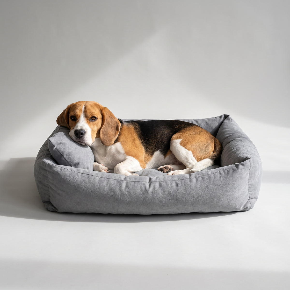 Multifunction Dog Bed with a beagle, studio photo