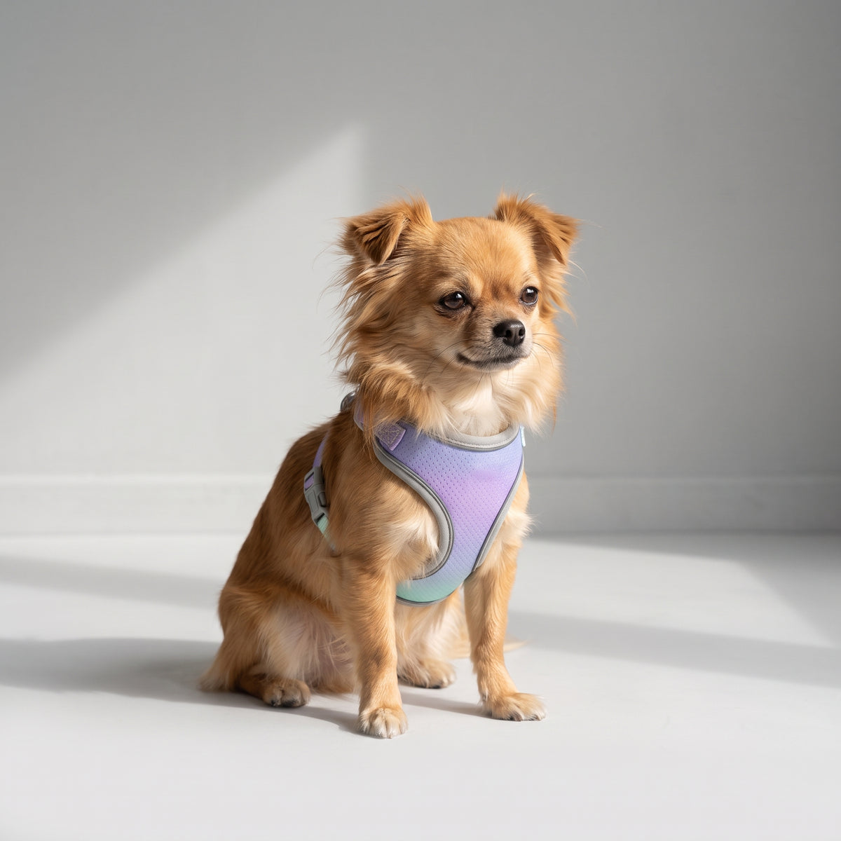 Nylon Dog Harness with a chihuahua, studio photo