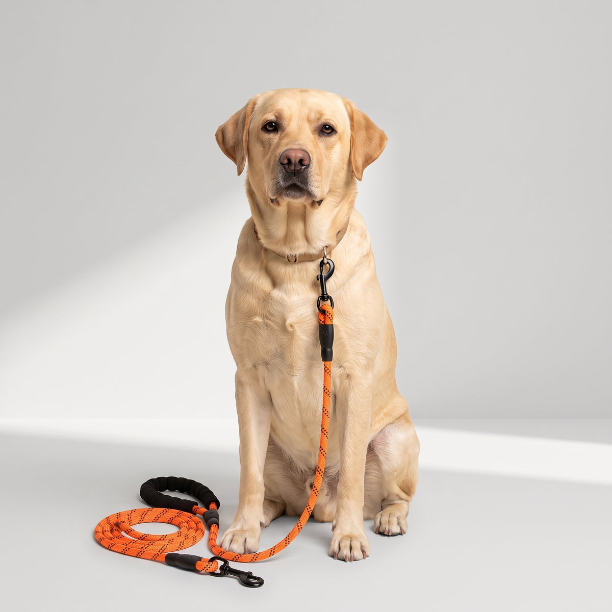 Orange Dog Leash with a Labrador, studio photo