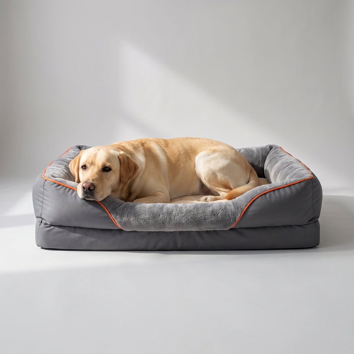 Orthopedic Dog Bed with a Labrador, studio photo