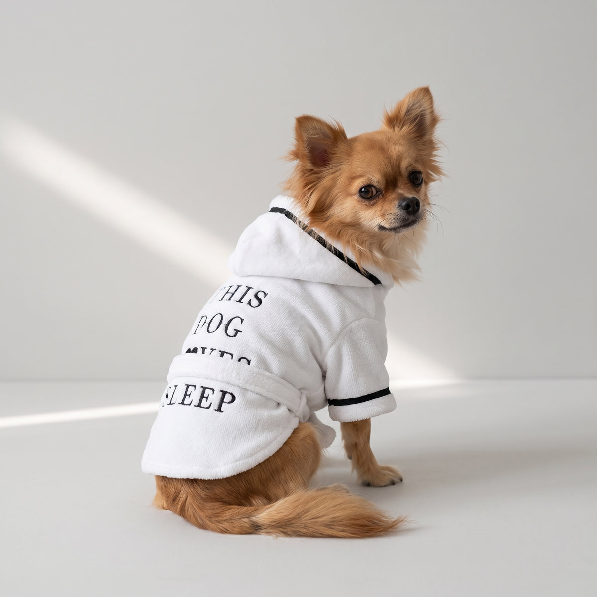 Pajamas For Dogs with a chihuahua, studio photo