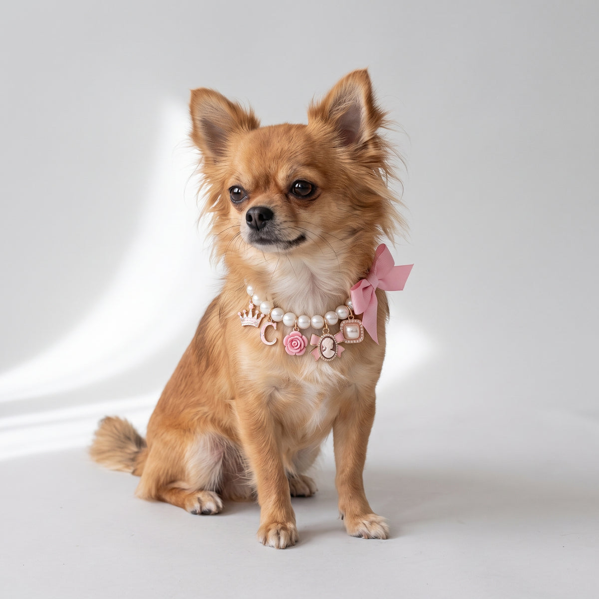 Pearl Dog Collar with a chihuahua, studio photo