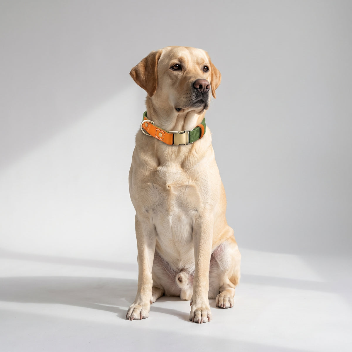 Personalized Adjustable Dog Collars with a Labrador, studio photo