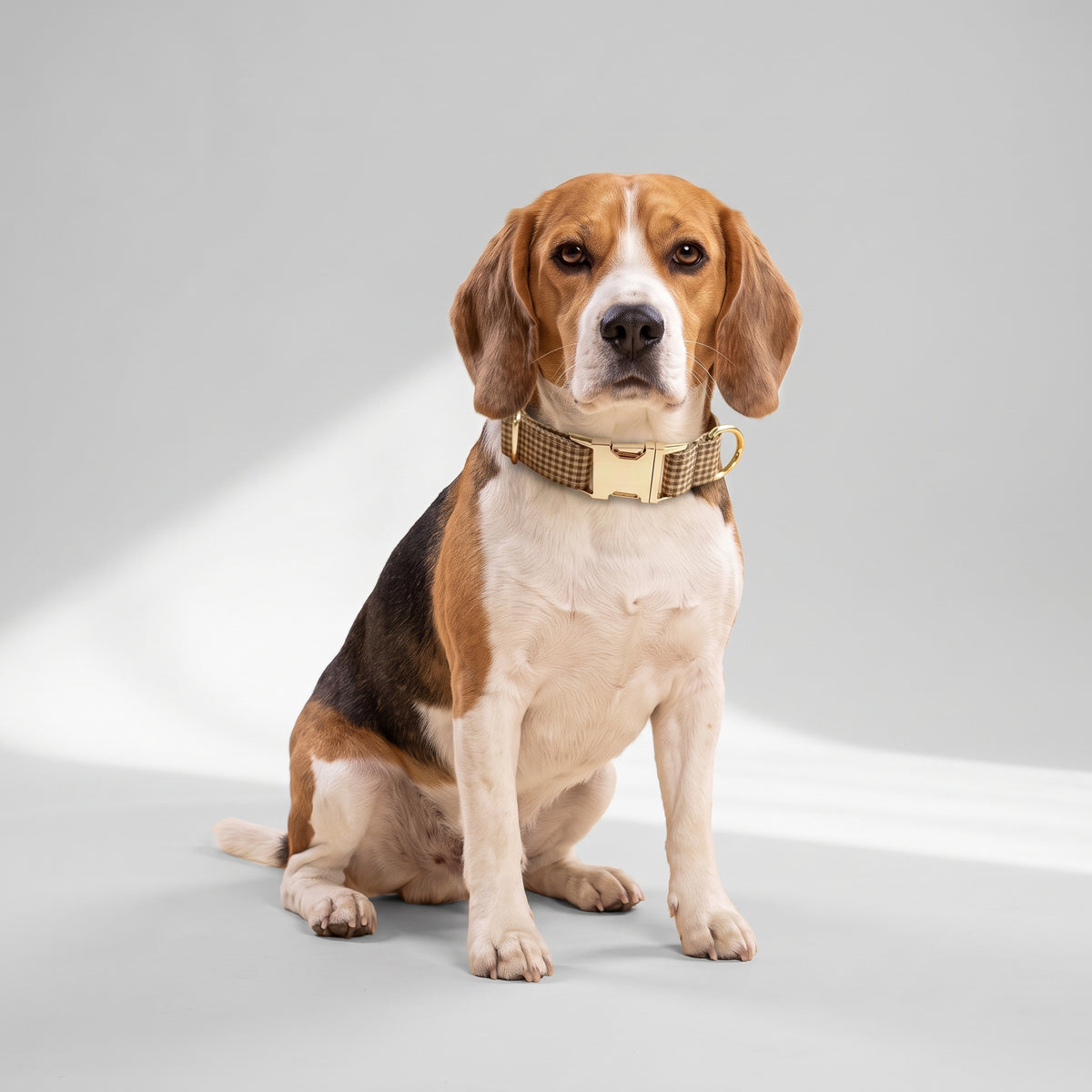 Personalized Beige Dog Collar & Leash with a beagle, studio photo
