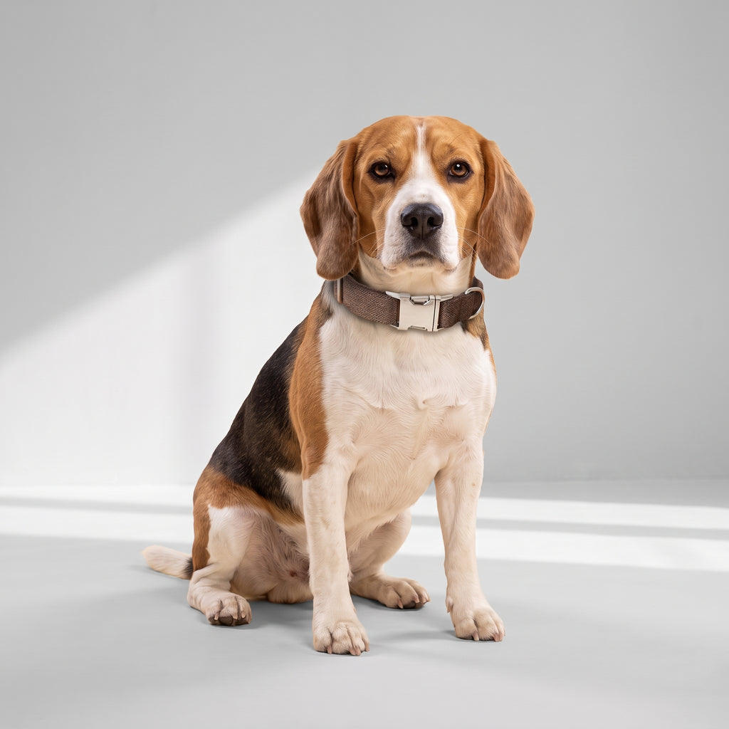 Personalized Buckle Dog Collar with a beagle, studio photo