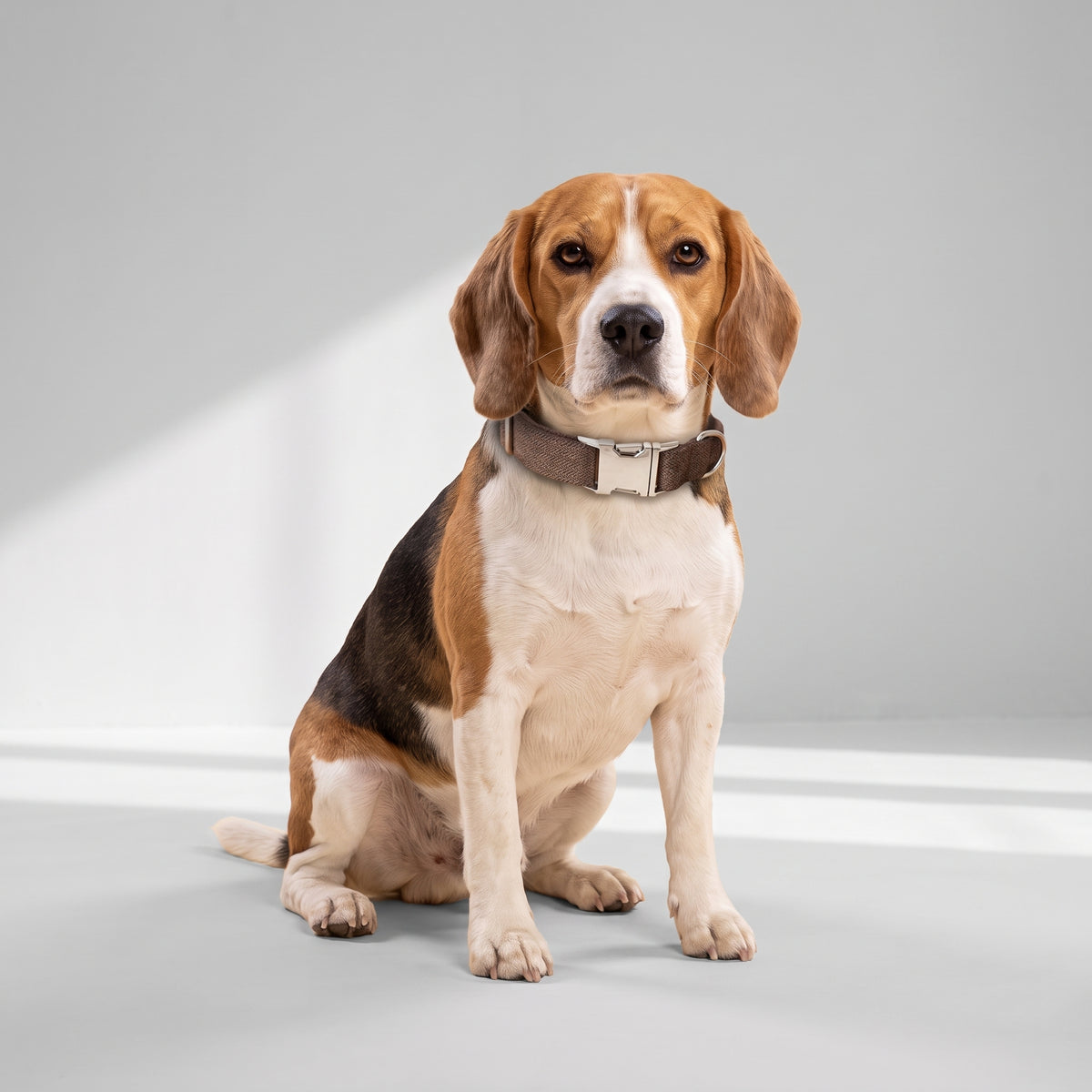 Personalized Buckle Dog Collar with a beagle, studio photo
