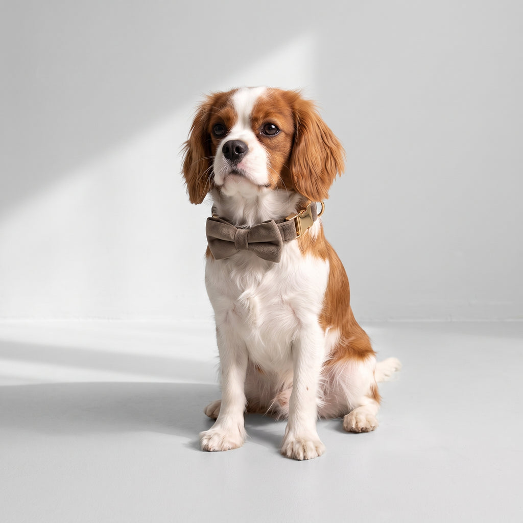 Personalized Cute Dog Collar with a Cavalier King Charles, studio photo