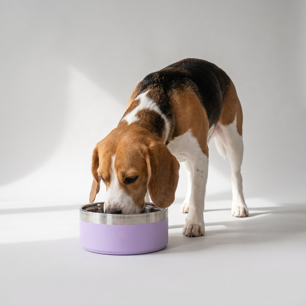 Personalized Dog Bowl with a beagle, studio photo