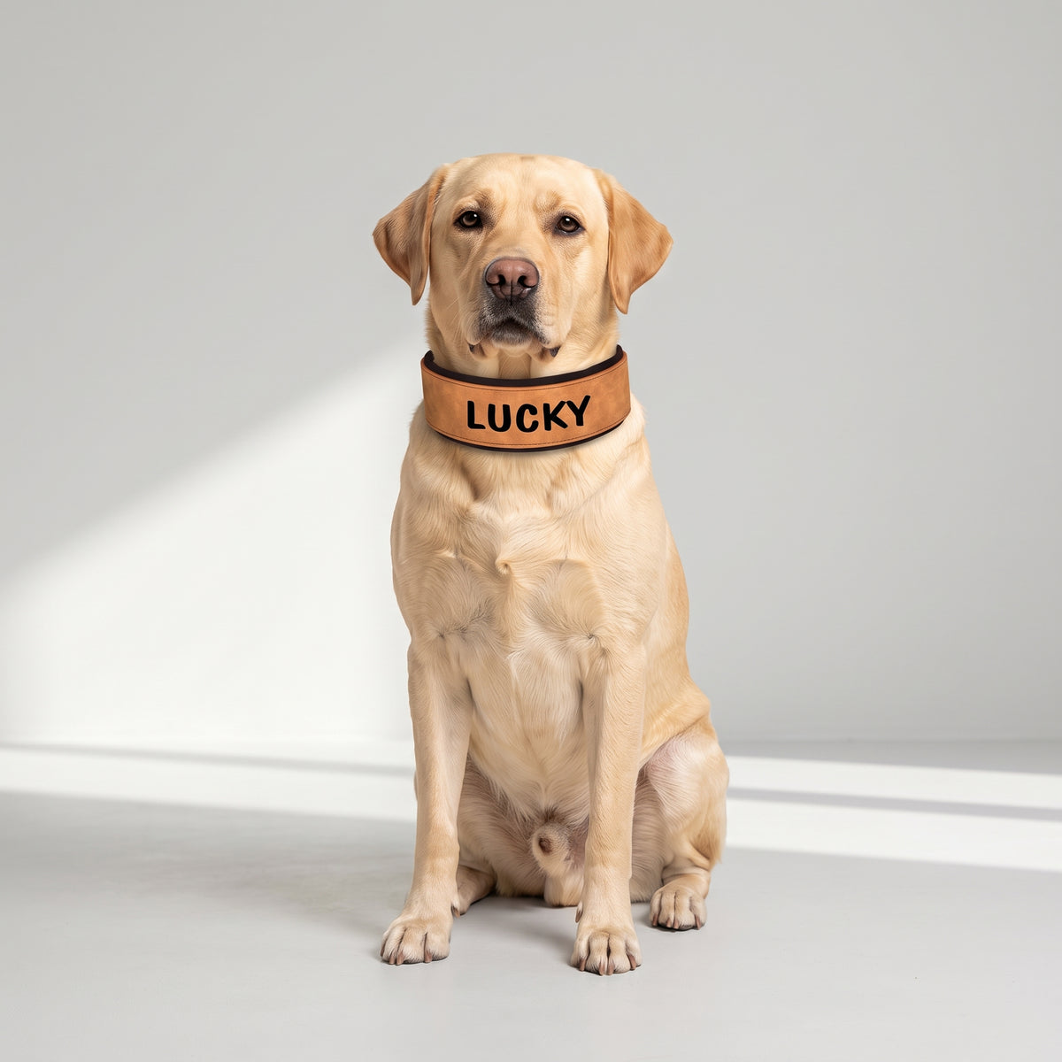 Personalized Dog Collar With Name with a Labrador, studio photo