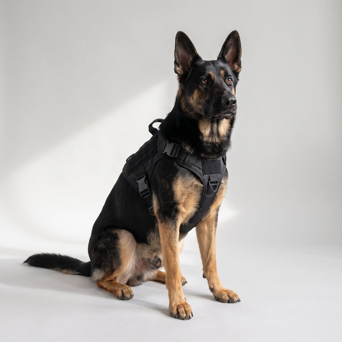 Personalized Dog Harness with a German Shepherd, studio photo