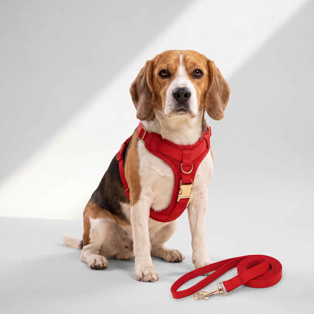Personalized No Pull Dog Harness and Leash with a beagle, studio photo