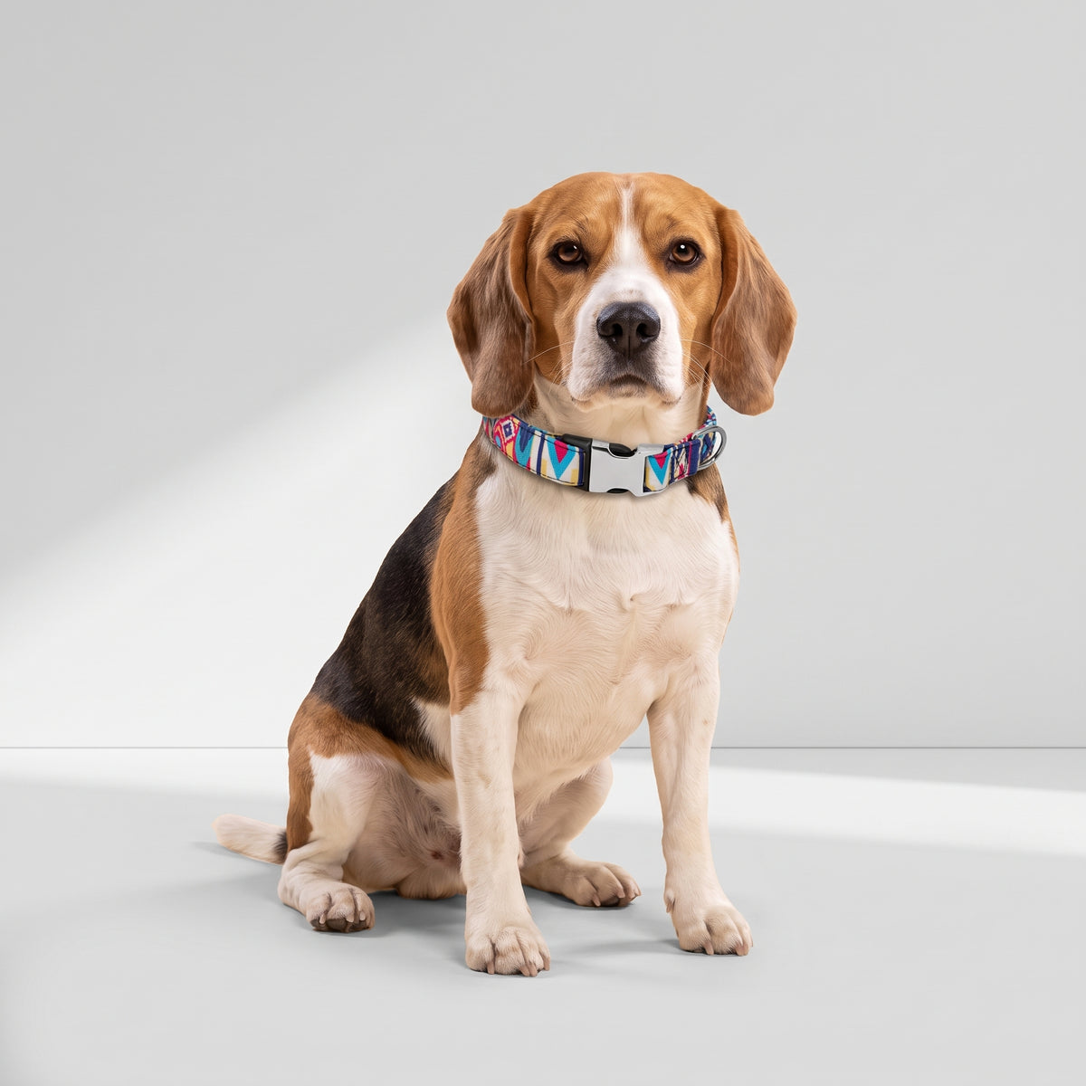 Personalized Nylon Dog Collar with a beagle, studio photo