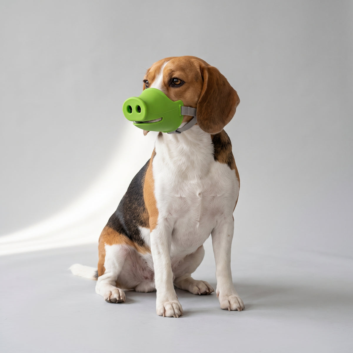 Pig Nose Dog Muzzle with a beagle, studio photo