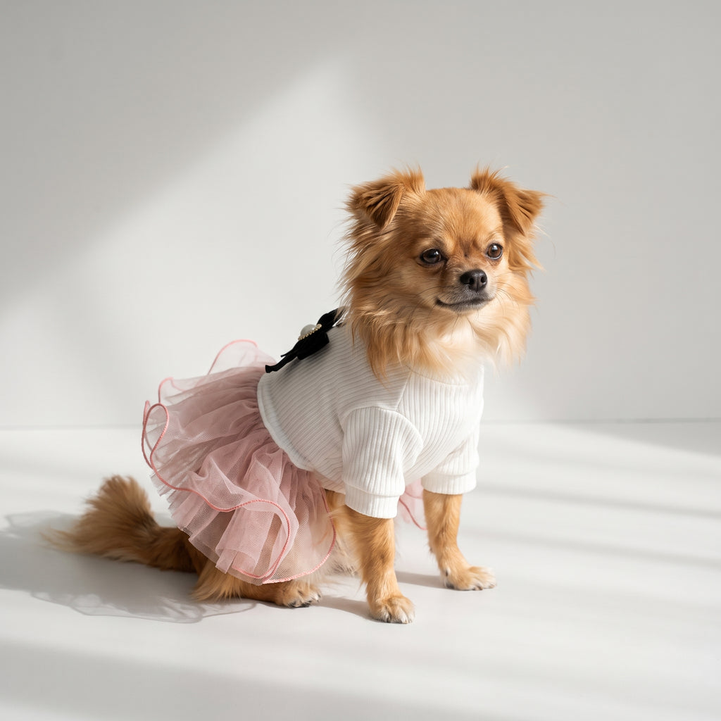 Pink Dog Dress with a chihuahua, studio photo