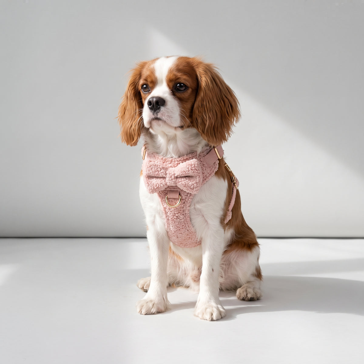 Pink Dog Harness & Leash with a Cavalier King Charles, studio photo