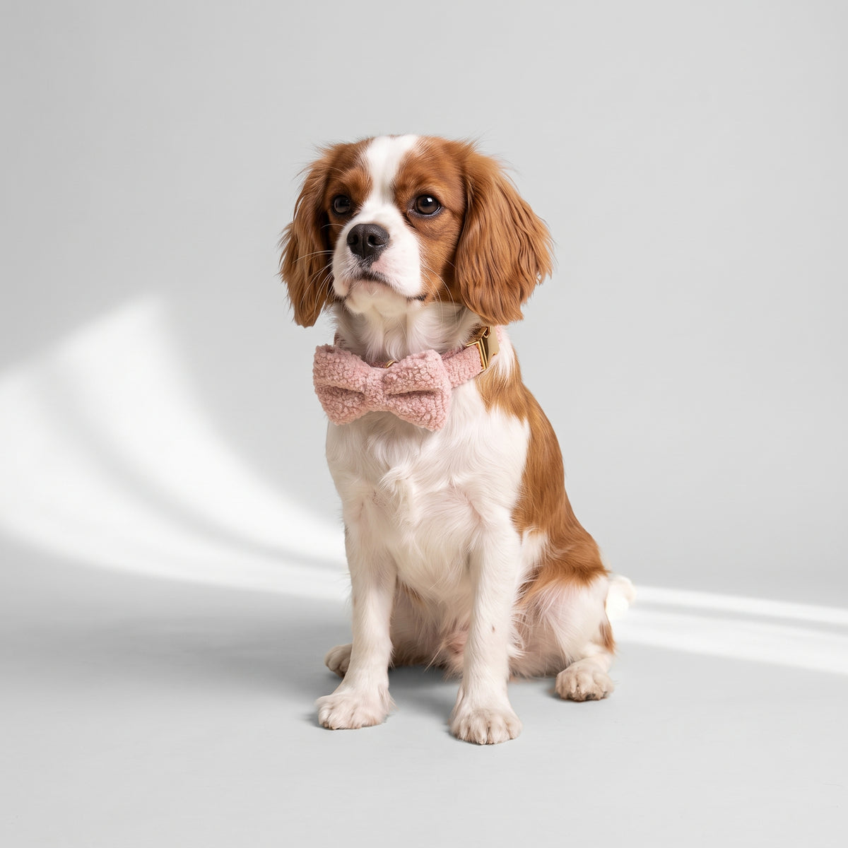 Pink Personalized Dog Collar with a Cavalier King Charles, studio photo
