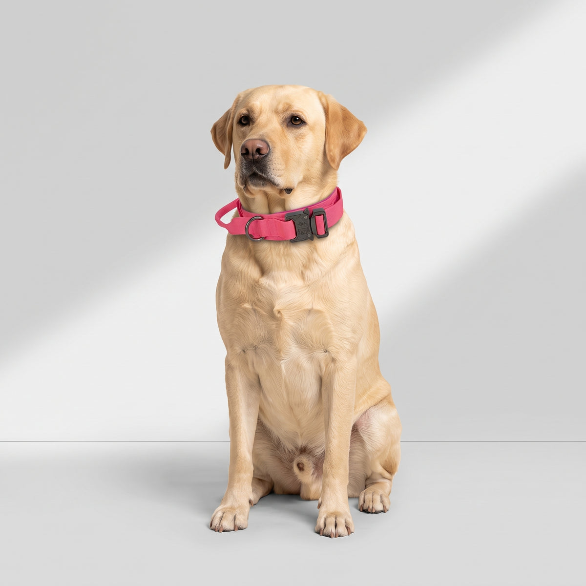 Pink Tactical Dog Collar with a Labrador, studio photo
