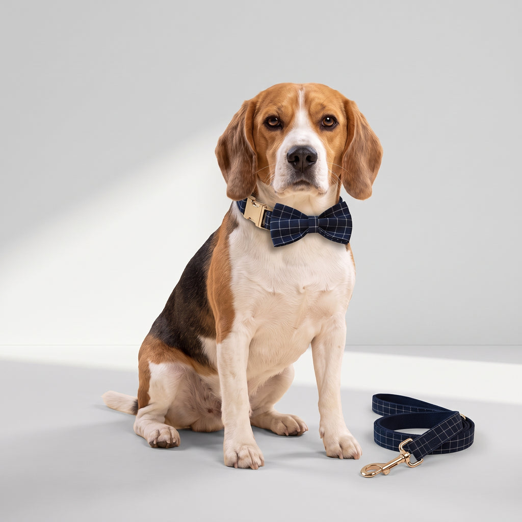 Plaid Dog Collar & Leash with a beagle, studio photo