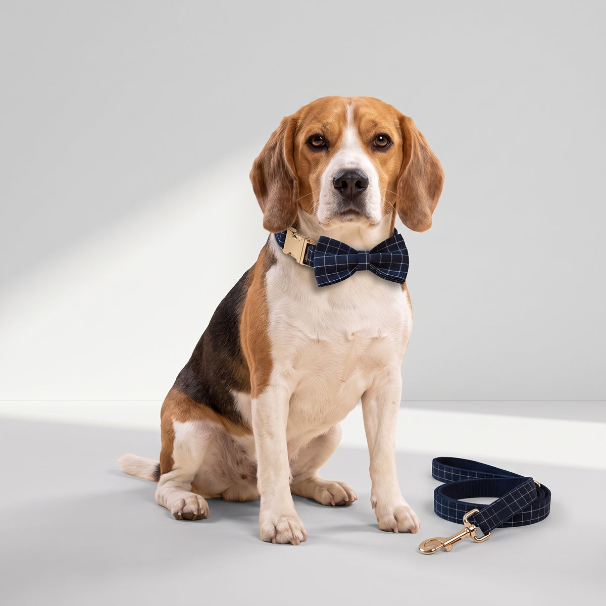 Plaid Dog Collar & Leash with a beagle, studio photo