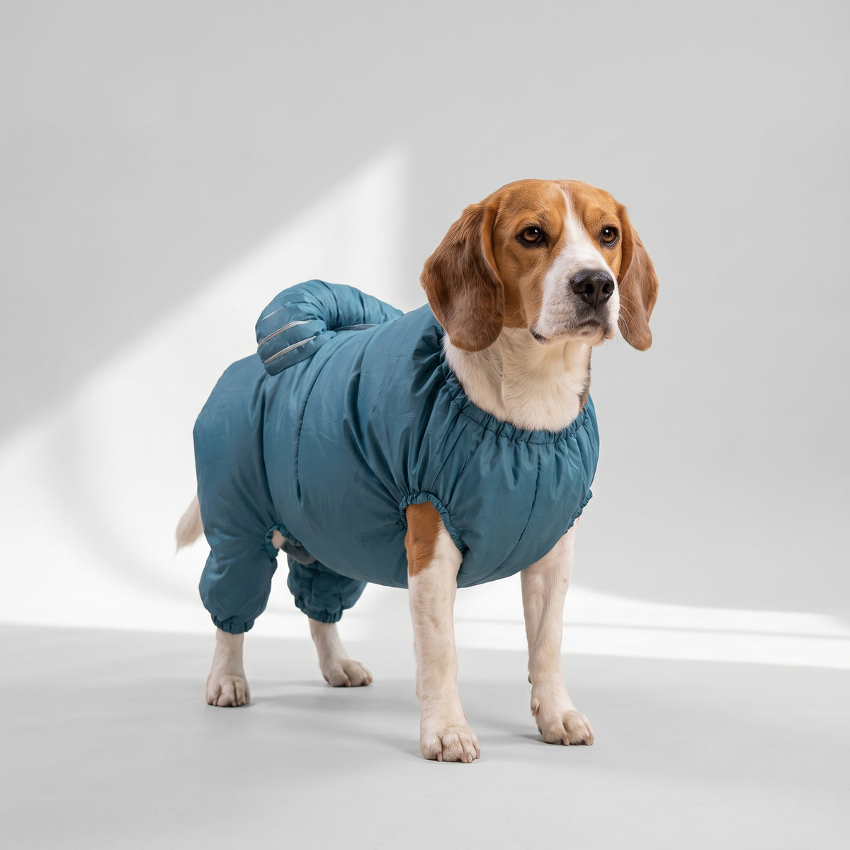 Portable Dog Drying Bag with a beagle, studio photo