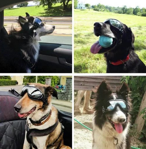 Protective Dog Glasses