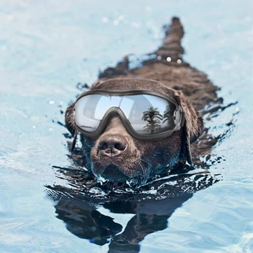 Protective Dog Glasses