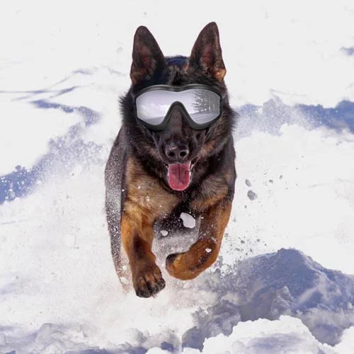 Protective Dog Glasses