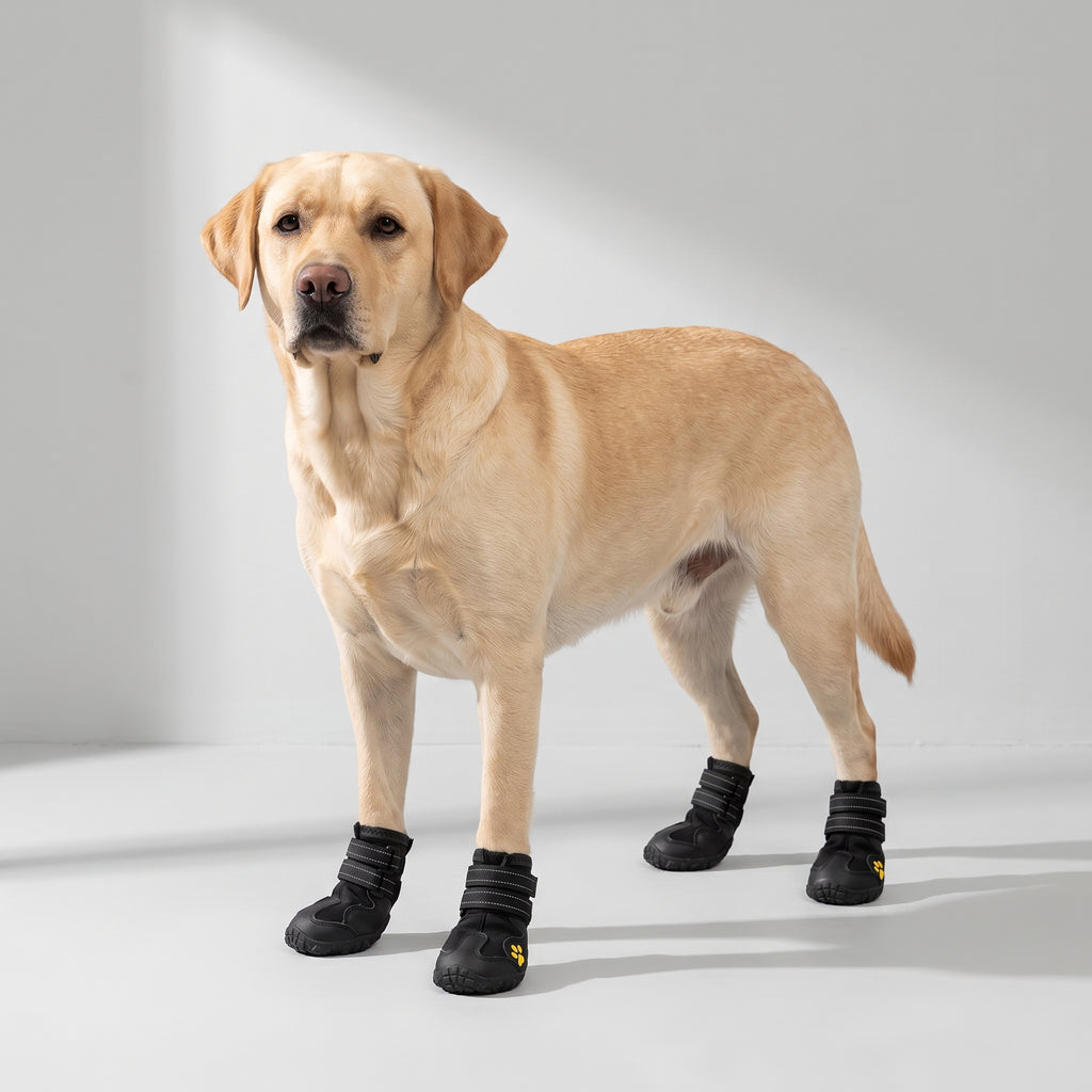 Protective Dog Shoes with a Labrador, studio photo