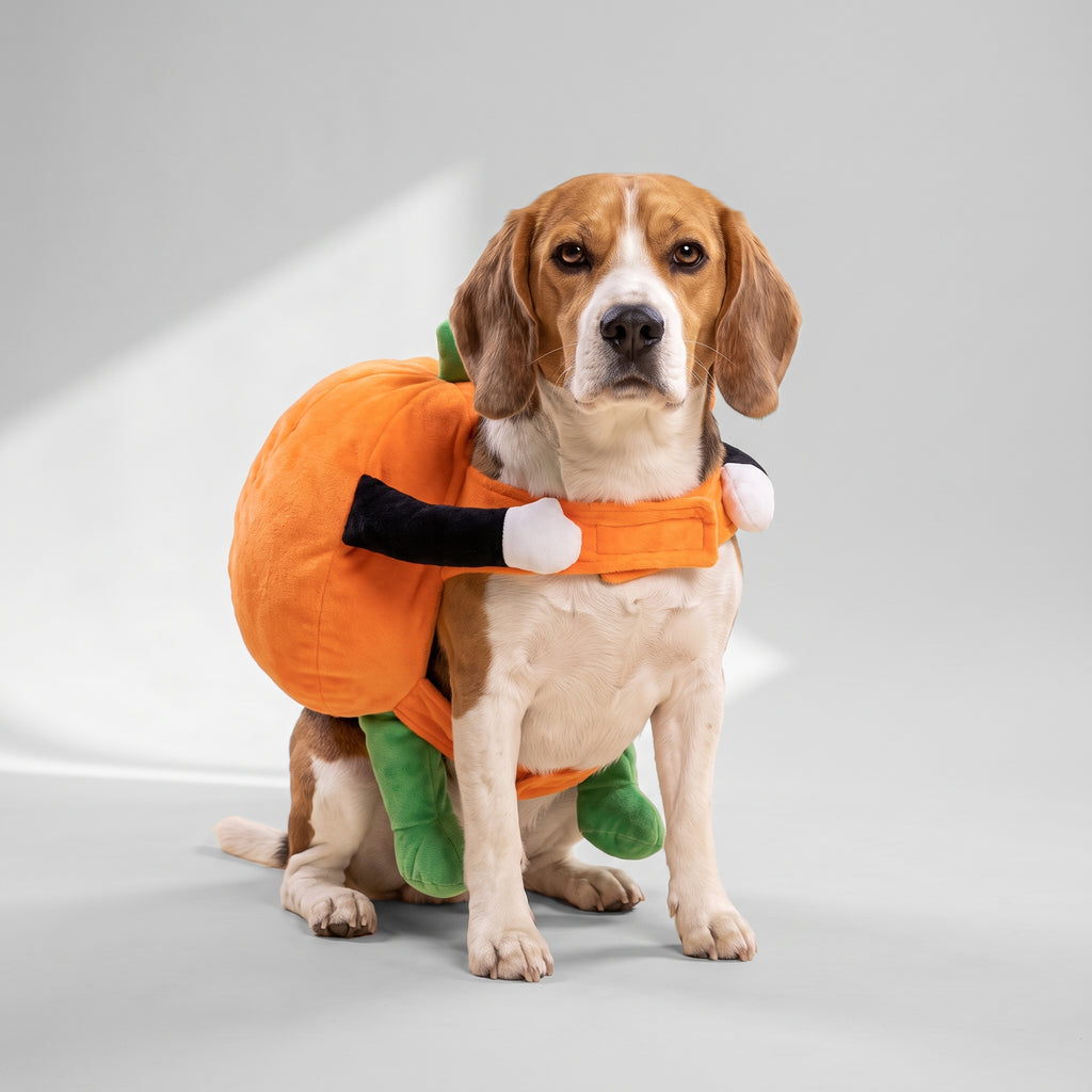 Halloween Pumpkin Costume for Dogs up to 2XL with a beagle, studio photo