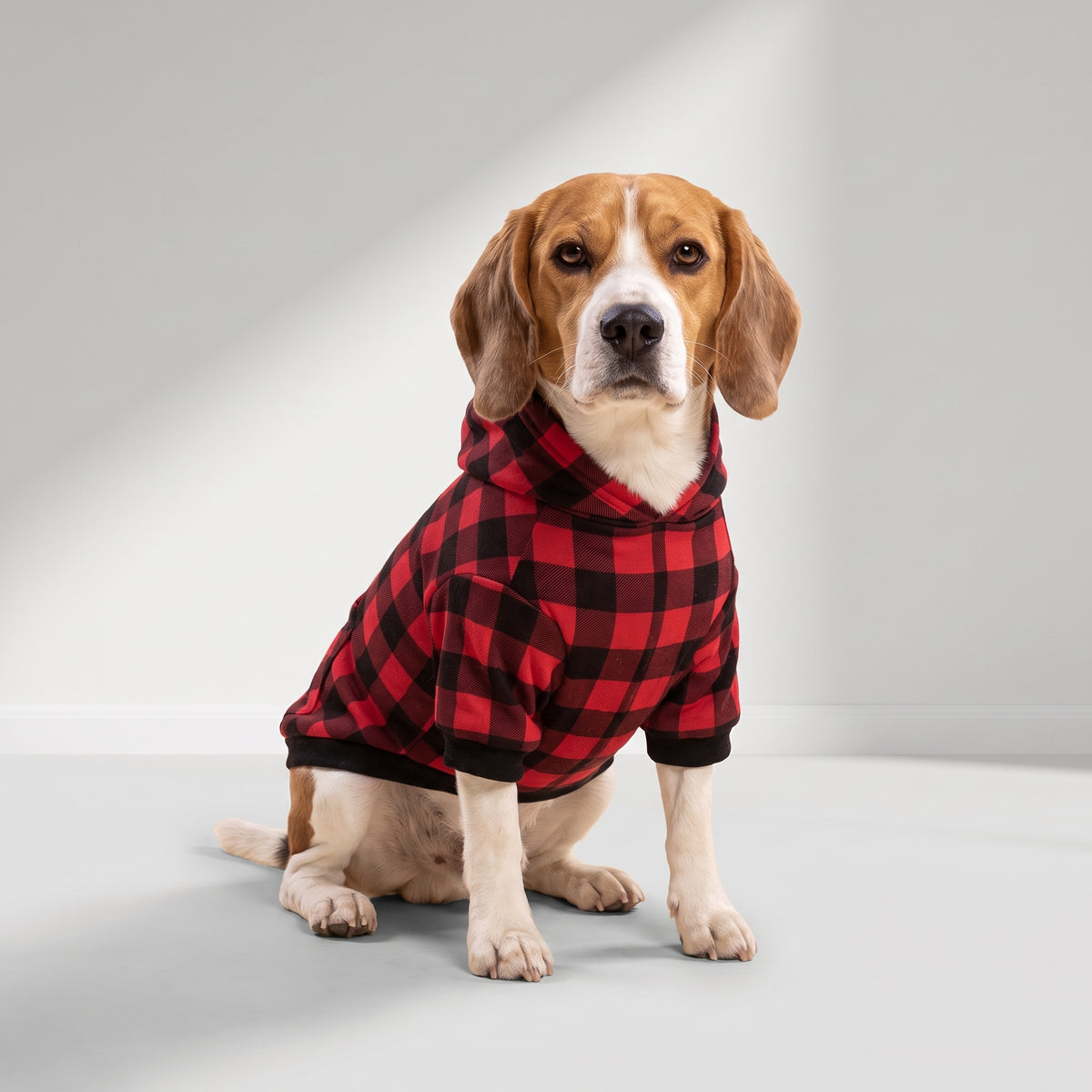 Red Dog Hoodie with a beagle, studio photo