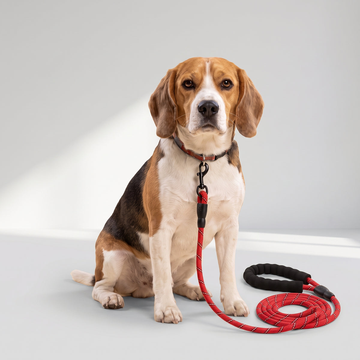 Red Dog Leash with a beagle, studio photo