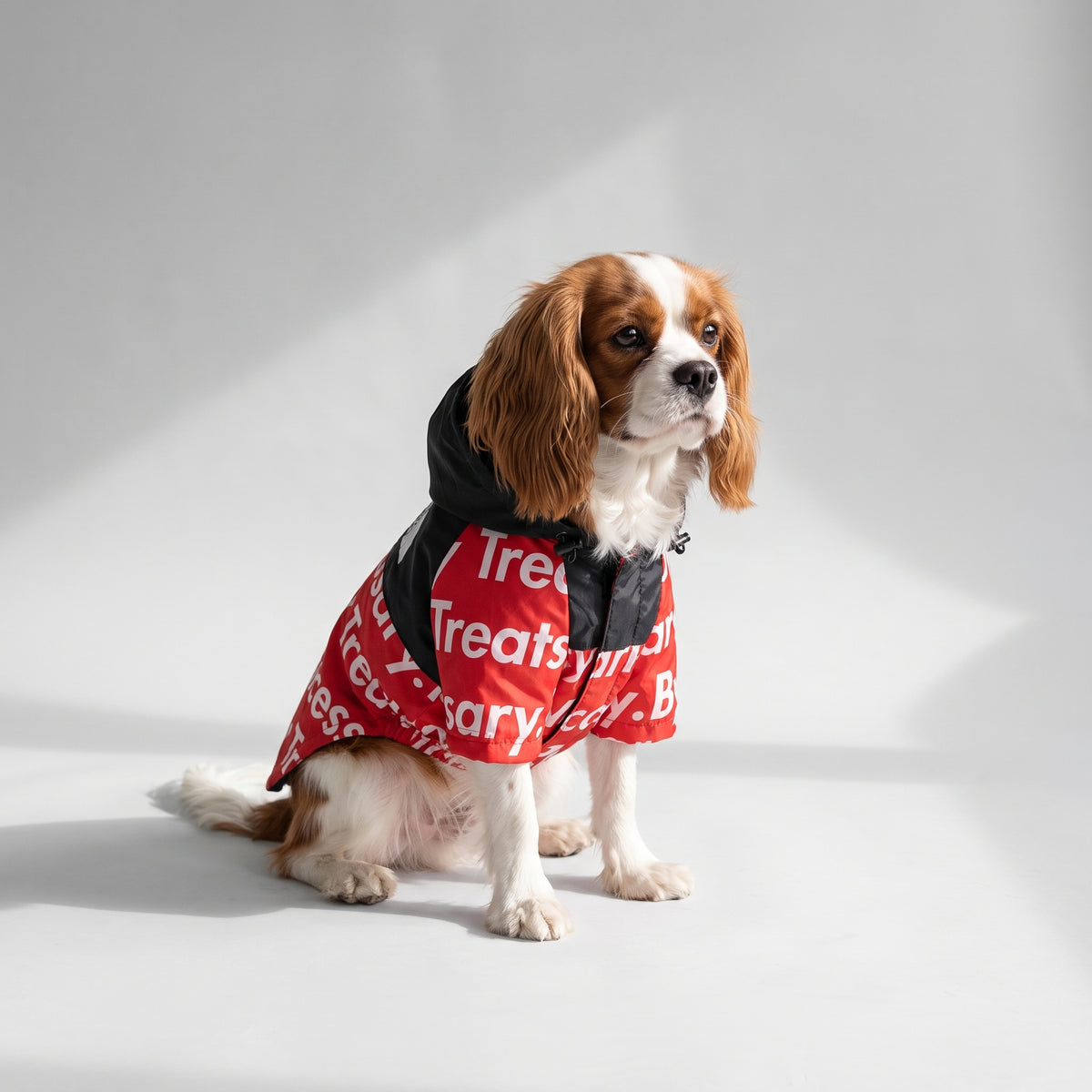 Red Dog Raincoat with a Cavalier King Charles, studio photo