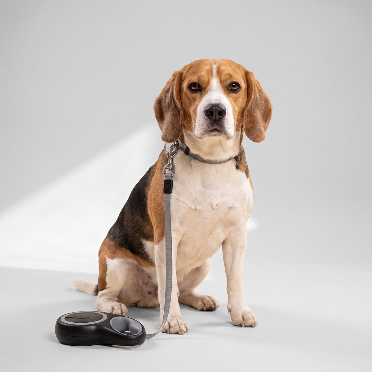 Retractable Dog Leash, 3 to 8 Meters with a beagle, studio photo