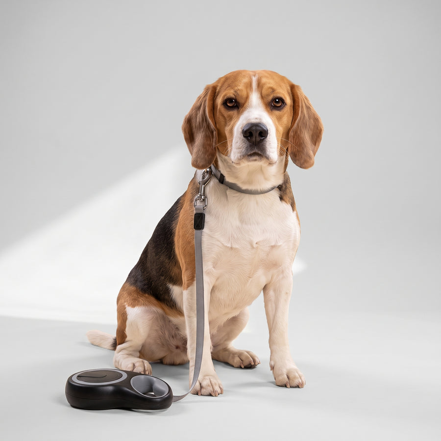 Type: Leashes