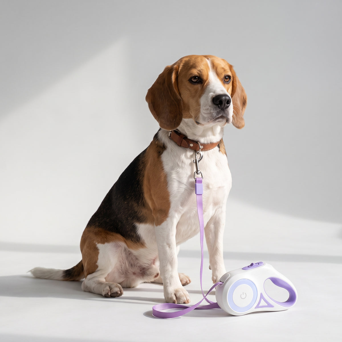 Retractable Dog Leash With Light with a beagle, studio photo